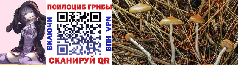 Галлюциногенные грибы мицелий  купить наркотики сайты  Ростов 